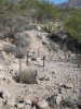 PICTURES/Pinal City Ghost Town - Legends of Superior Trails/t_Processor Foundation2.jpg